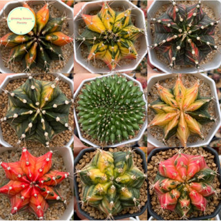 [ GYMN2 ] Gymnocalycium ยิมโนคาลิเซียม ไม้เพาะเมล็ด ยิมโน ไม้เมล็ด ยิมโนด่าง แคคตัส กระบองเพชร ยิมด่าง ไม้ด่าง ต้นไม้