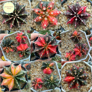 [ GYMN3 ] Gymnocalycium ขนาดเล็กประมาณ 2 - 3 cm ลุ้นฟอร์ม แคคตัส กระบองเพชร ยิมโน ยิมโนด่าง ยิมโนคาลิเซียม ต้นไม้