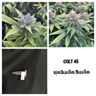 เมล็ดพันธุ์Colt45เพศเมีย90%ใช้STSชุด5เมล็ด