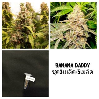 เมล็ดพันธุ์Banana daddyเพศเมีย90%ใช้STS ชุด5เมล็ด