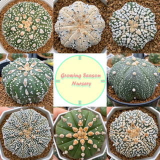 [ ASTR1 ] Astrophytum คัดฟอร์ม แอสโตรไฟตัม แอสโตร วี เต่า กิ๊กโกะ ด่าง แฝด ซุปเปอร์ คาบูโตะ แคคตัส กระบองเพชร