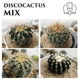 🪺 Discocactus MIX 🪺 รวมดิสโก้ (อัพเดท 17/09/2023)