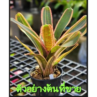 สับปะรดสี Neoregelia Irazu ไม้ฟอร์มเล็ก จำนวน 1 ต้น จัดส่งแบบถอดกระถาง ต้นไม้สวยงาม ฟอกอากาศ ต้นไม้มงคล