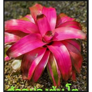 สับปะรดสี Neoregelia Pink Ball จำนวน 1 ต้น จัดส่งแบบถอดกระถาง ต้นไม้สวยงาม ฟอกอากาศ ต้นไม้มงคล