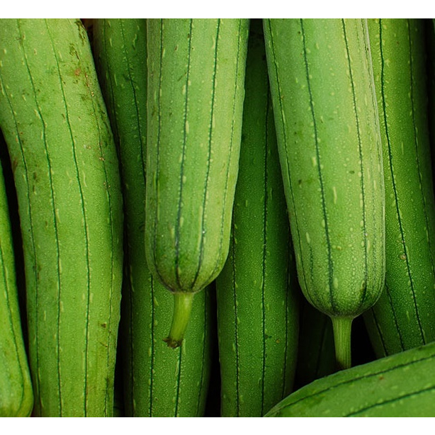 เมล็ดพันธุ์บวบหอม บวบพื้นบ้าน ปลูกง่าย 50 เมล็ด - รูปที่ 2