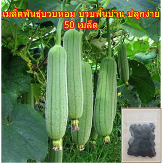 เมล็ดพันธุ์บวบหอม บวบพื้นบ้าน ปลูกง่าย 50 เมล็ด