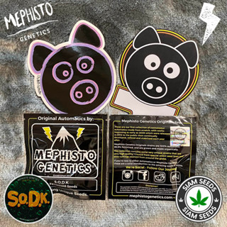 เมล็ดกัญชา Mephisto Genetics SODK (Auto) Cannabis Seeds (Pack of 3)