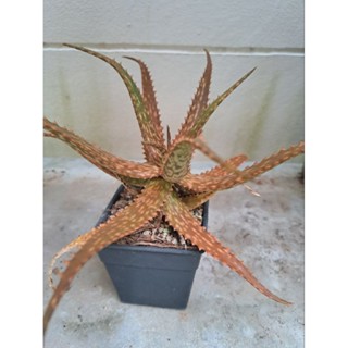 ว่านหางจระเข้สีแดง  Aloe dorotheae หายาก น่าสะสม