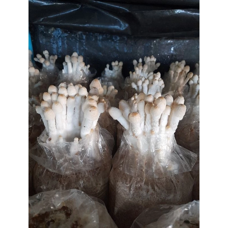 ชุดเพาะเห็ดโคนน้อย 6 ก้อน พร้อมคู่มือ