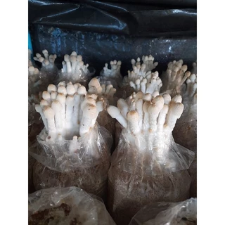 ชุดเพาะเห็ดโคนน้อย 6 ก้อน พร้อมคู่มือ
