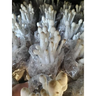 ชุดเพาะเห็ดโคนน้อย 6 ก้อน พร้อมคู่มือ