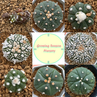 [ ASTR2 ] Astrophytum แอสโตรไฟตัม ไม้เพาะเมล็ด แอสโตร วี เต่า กิ๊กโกะ ด่าง แฝด ซุปเปอร์ คาบูโตะ แคคตัส กระบองเพชร