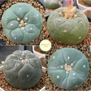 [ LOPH1 ] Lophophora โลโฟ ไม้เมล็ด โลโฟโฟร่า ฟริซิไอ วิลเลี่ยมซิไอ ดิฟฟูซ่า ลูกผสม แคคตัส กระบองเพชร ต้นไม้