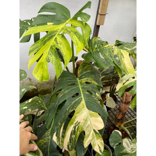 Monstera borsigiana aurea🪴มอนสเตอร่าด่างเหลือง 3 สี🪴มอนสเตอร่าออเรีย ใบใหญ่มาก