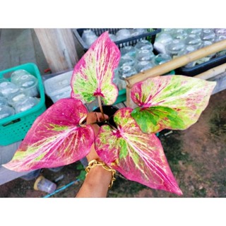 27ส.ค.66บอนสีเลิฟเบิร์ดไซส์ใหญ่มีหัวสีสวยมากส่งต้นจริงตามภาพ