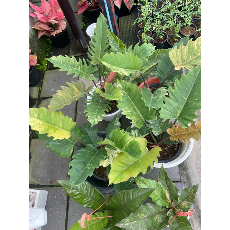 Philodendron caramel marble variegated