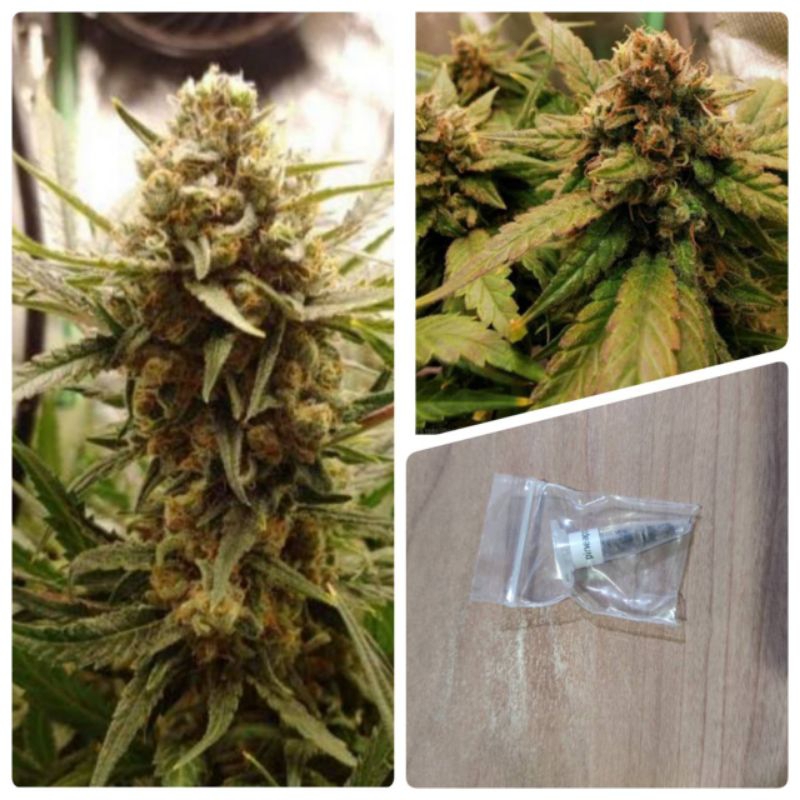 เมล็ดสายพันธุ์Pineapple Express บรีดเพศเมียPack2-5Seeds
