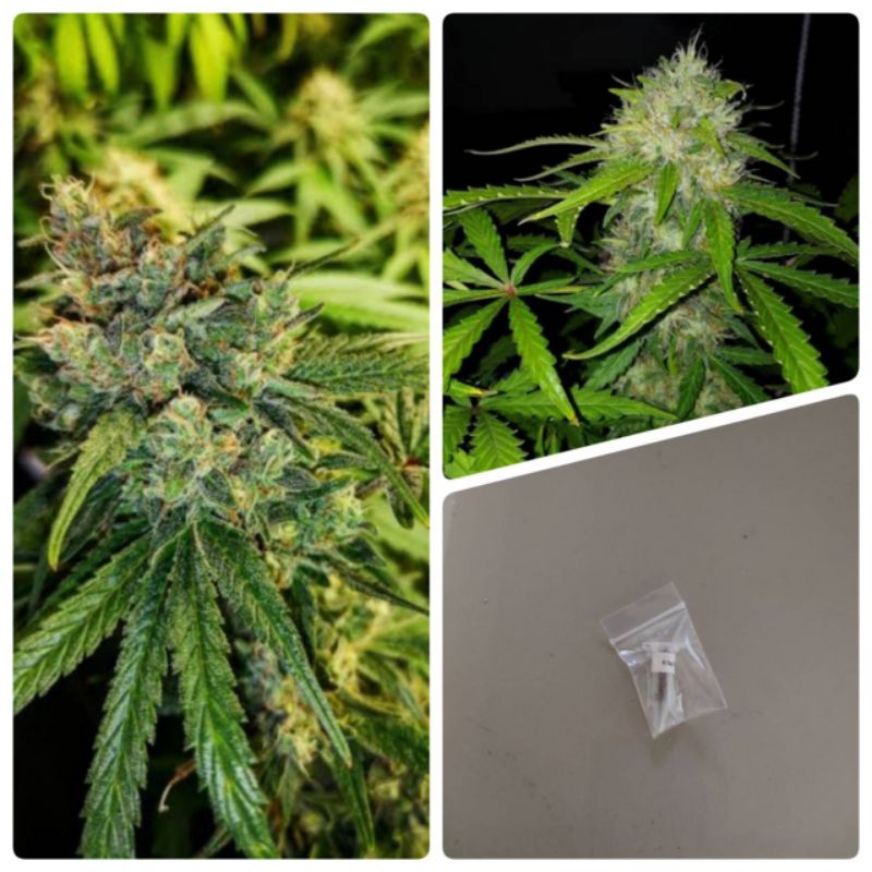 เมล็ดสายพันธุ์Khalifa KushบรีดเพศเมียPack2-5seeds