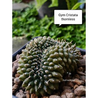 Gymnocalycium cristata thornless ยิมโนคริสไร้หนาม ไม้เมล็ด cactus i