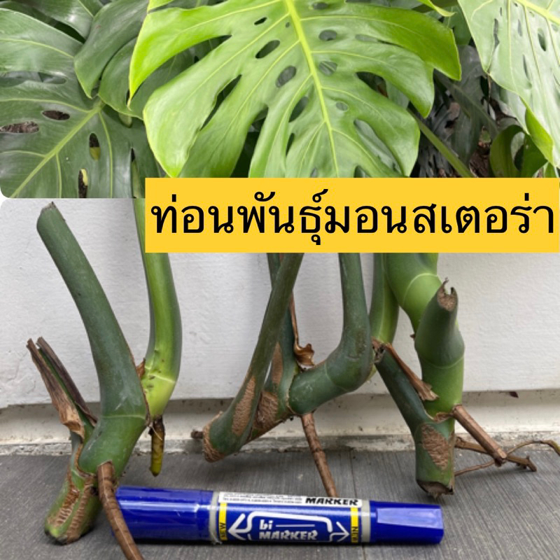 ท่อนพันธุ์(ไม่มีใบ) มอนสเตอร่า ไจแอนท์ ขยายพันธ์ุ มอนสเตอร่า