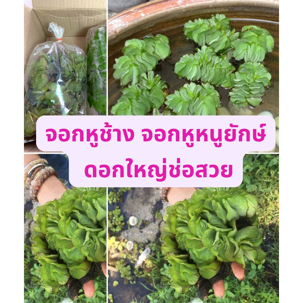 ดอกจอกหูช้าง จอกหูหนูยักษ์ จอกใหญ่ยักษ์ พร้อมส่ง