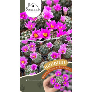 แมมมิลลาเรีย ชูแมนนิไอ Mammillaria Schumannii แคคตัส กระบองเพชร cactus&amp;succulent