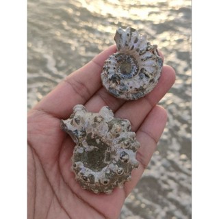 🌊 แอมโมไนต์ ลายผิวหยัก แหล่งมาดากัสการ์ มีให้เลือก 2 ชิ้น ⛏️ ( Ammonite Madagasca )