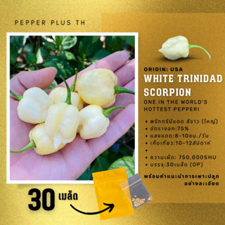 เมล็ดพันธุ์พริก White Trinidad Scorpion 30 เมล็ด สีขาว ผลใหญ่ เผ็ดมากถึง 850,000shu