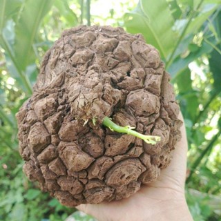 บระเพ็ดพุงช้าง ตามภาพ หนัก 1กิโล Stephania suberosa  สวยมาก