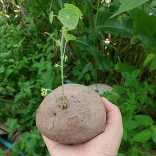 บัวบกโขด ตามภาพ Stephania erecta ไม้โขดตั้งโต๊ะทำงาน