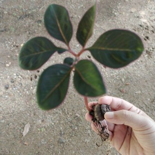 หัวบุกกำมะหยี่ - Amorphophallus atroviridus. งอกแล้ว