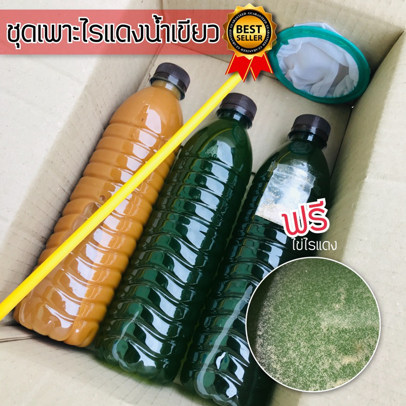 ไรสยาม ชุดเพาะไรแดง ชุดเพาะไรนางฟ้า หัวเชื้อน้ำเขียวและปุ๋ยน้ำสำเร็จรูป ใช้ง่ายสะดวกพื้นที่น้อย(ฟรีไข่ไรแดง)