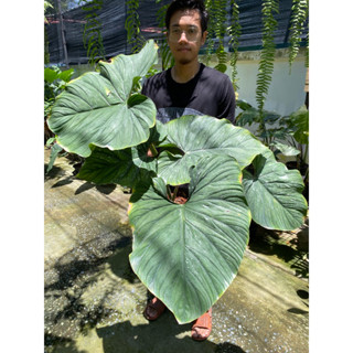 Philodendron Prowmanii พราวมณี ฟิโลพราวมนี ฟอร์มใหญ่‼️ถือว่าเป็นไม้ประดับที่สวยงามอีกชนิดหนึ่ง