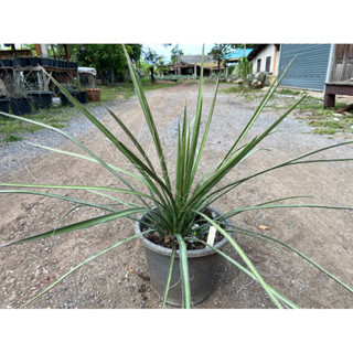ยุคค่า yucca filifera