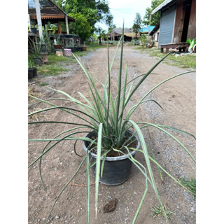 ยุคค่า (Yucca filifera double heads หัวคู่)