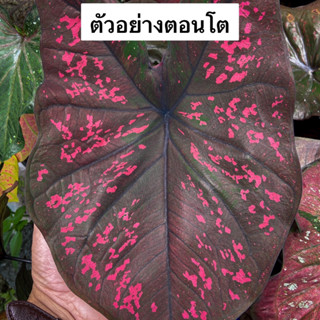 ศรีเทพารัก บอนสี ไม้ประดับ กระถาง 4 นิ้ว