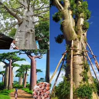 เมล็ดเบาบับยักษ์ ดิจิทาทาต้นไม้ยักษ์ เบาบับดิจิทาทา - Adansonia digitata baobab seed