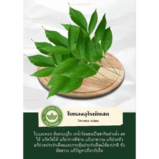ใบทองอุไรออแกนิคเก็บสด(บรรจุ100/250/1000g)
