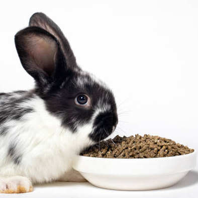 สตาร์ฟีด กต อาหารกระต่าย แบบแบ่งขาย 1 Kg - รูปที่ 2