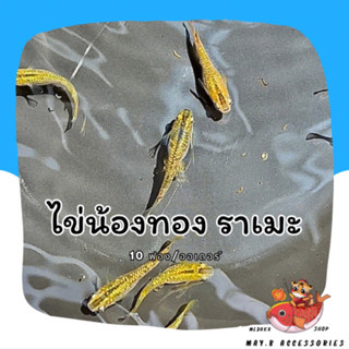 ไข่ปลาเมดากะ น้องทอง | Gold Rame