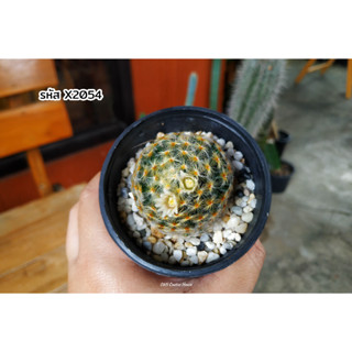 มีดอกแล้ว แมมขนนกเหลือง (Mammillaria schiedeana) แคคตัส กระบองเพชร