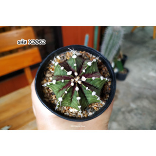 แอลบี ไฮบริด ยิมโนคาไลเซียม (Gymnocalycium LB Hybrid) แคคตัส กระบองเพชร