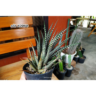 ไม้อวบน้ำ ฮาโวเทีย ม้าลาย ญี่ปุ่น (Haworthia fasciata , Zebra Haworthia) แคคตัส กระบองเพชร