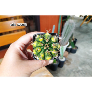 ด่างเหลือง ยิมโนคาไลเซียมด่าง ยิมโนคาไลเซียม ยิมด่าง (Gymnocalycium mihanovichii variegata) แคคตัส