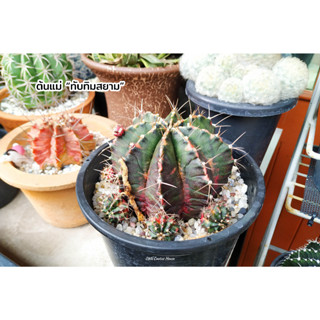 ทับทิมสยาม ยิมโนคาไลเซียม โคลน ทับทิมสยาม Gymnocalycium mihanovichii แคคตัส กระบองเพชร