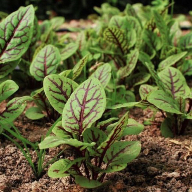 เมล็ดผัก Sorrel Red Veined microgreen seed 50 เมล็ด และ 100 เมล็ด