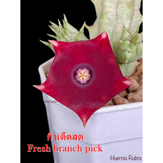 เก๋งจีน Huernia Rubra *กิ่งเด็ดสด* แคคตัส ไม้อวบน้ำ Cactus and Succulent