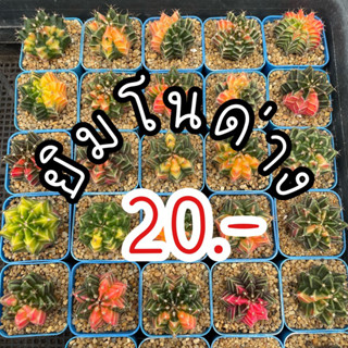 (1) ยิมโนด่าง ต้นละ 20 บาท