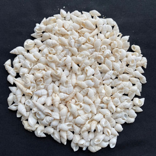 วัสดุตกแต่งเปลือกหอยสังข์ธรรมชาติ white rice snail shell 50g