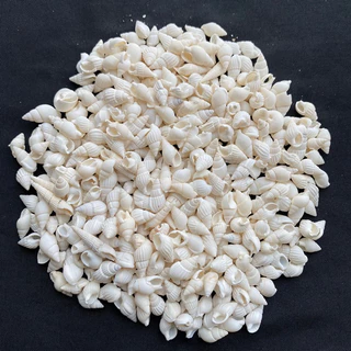 วัสดุตกแต่งเปลือกหอยสังข์ธรรมชาติ 50g SMALL RICE หอยเล็ก snail shell 1-3cm